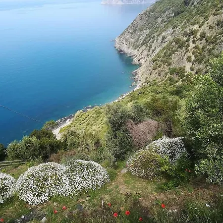 La Ginestra *